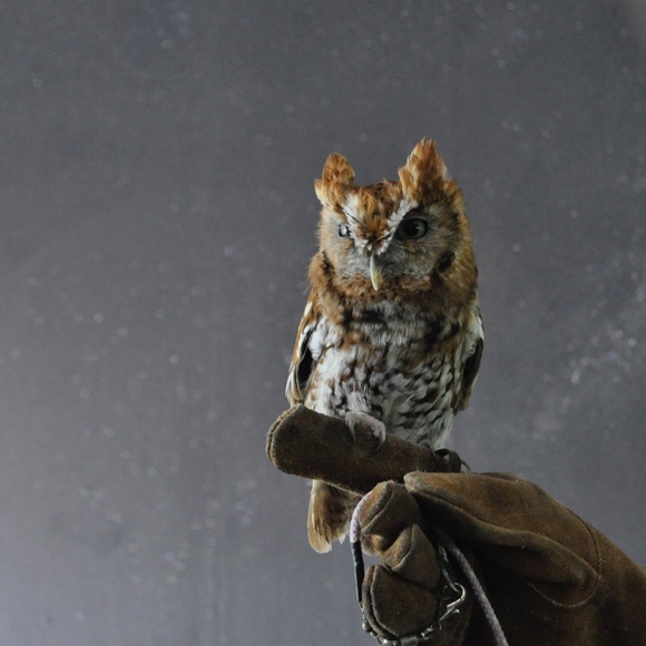 Meet your Posher, Virginia - Picture 1 of 1